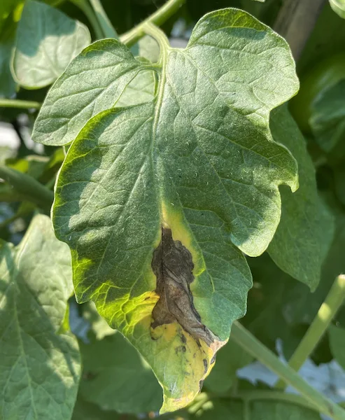 feuille tomate verticilliose