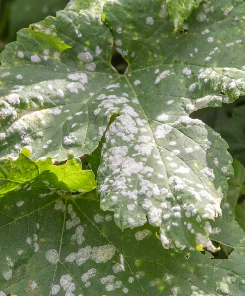 feuille vigne oidium