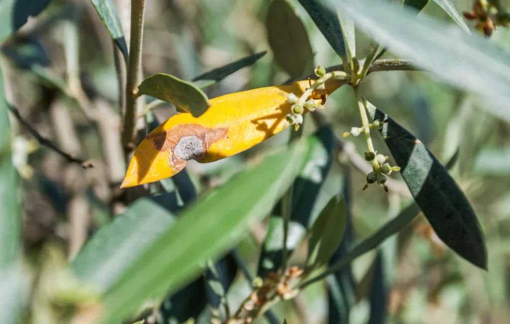 bactérie xylella fastidiosa