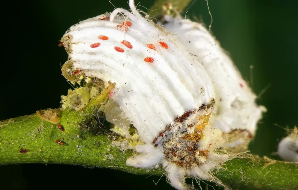 cochenille australienne