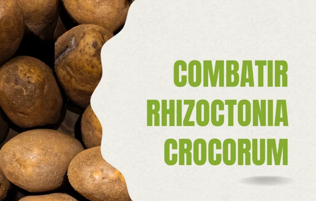 combatir rhizoctonia crocorum