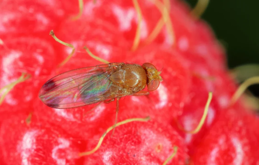 drosophila suzukii