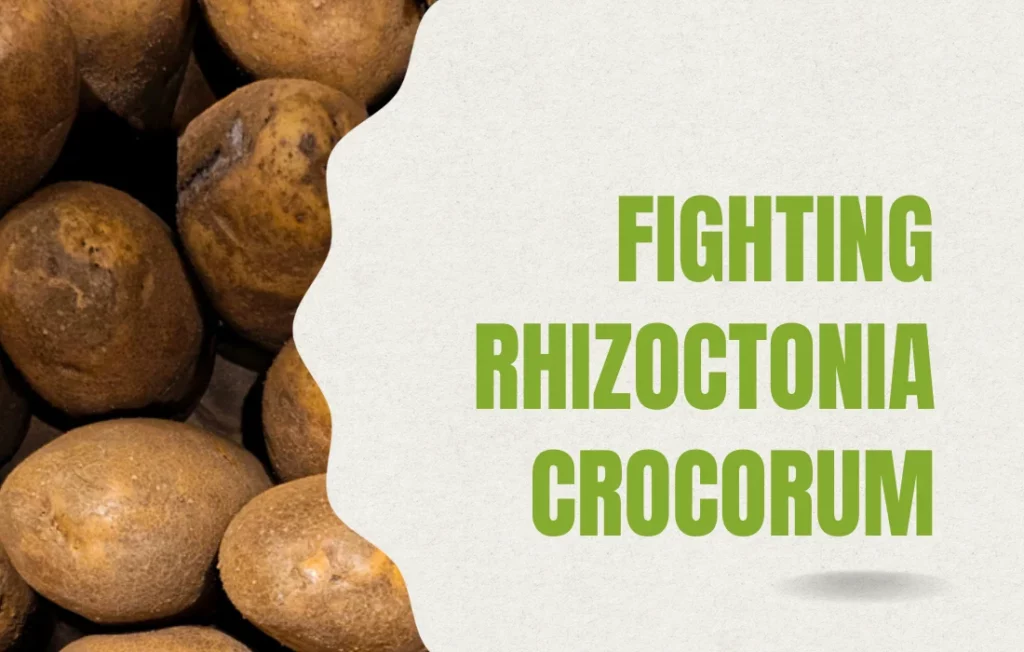 fighting rhizoctonia crocorum